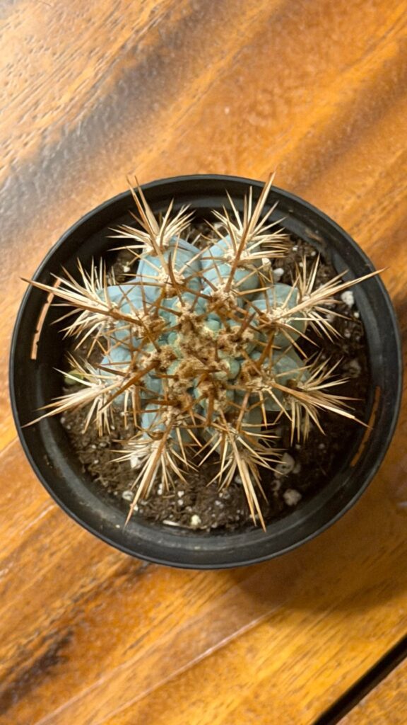 Cacti from the top! Cacti from the top!