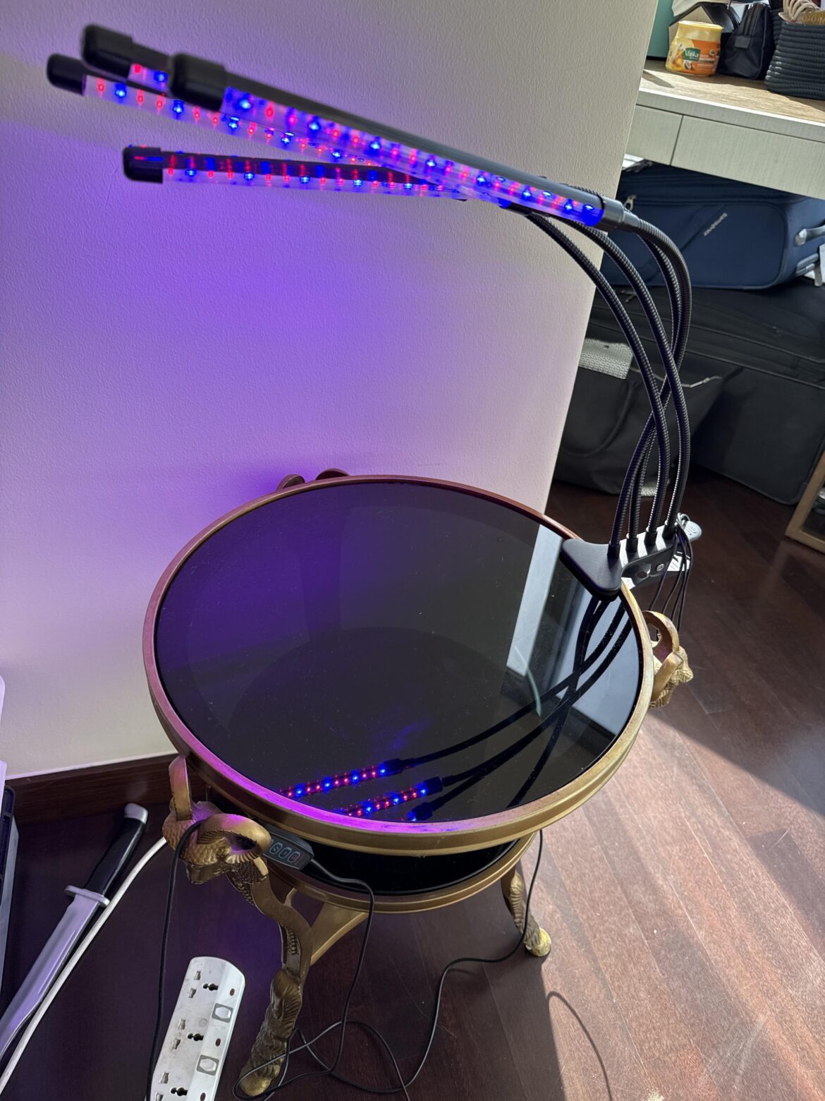 Is this “blurple” grow light safe for my drosera capensis