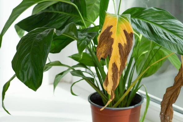 Yellow brown dry spathiphyllum leaf