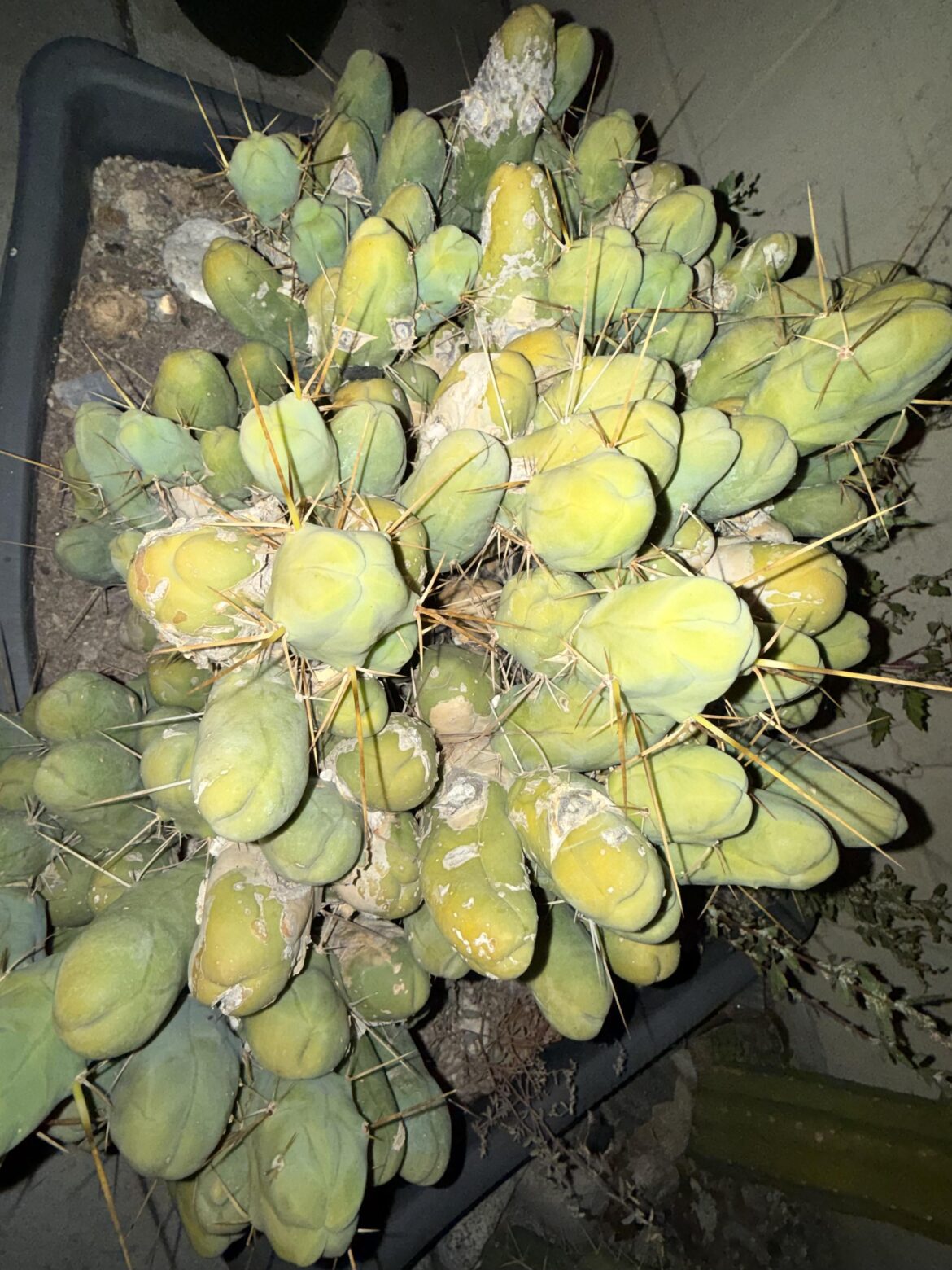 a beauty twice my age