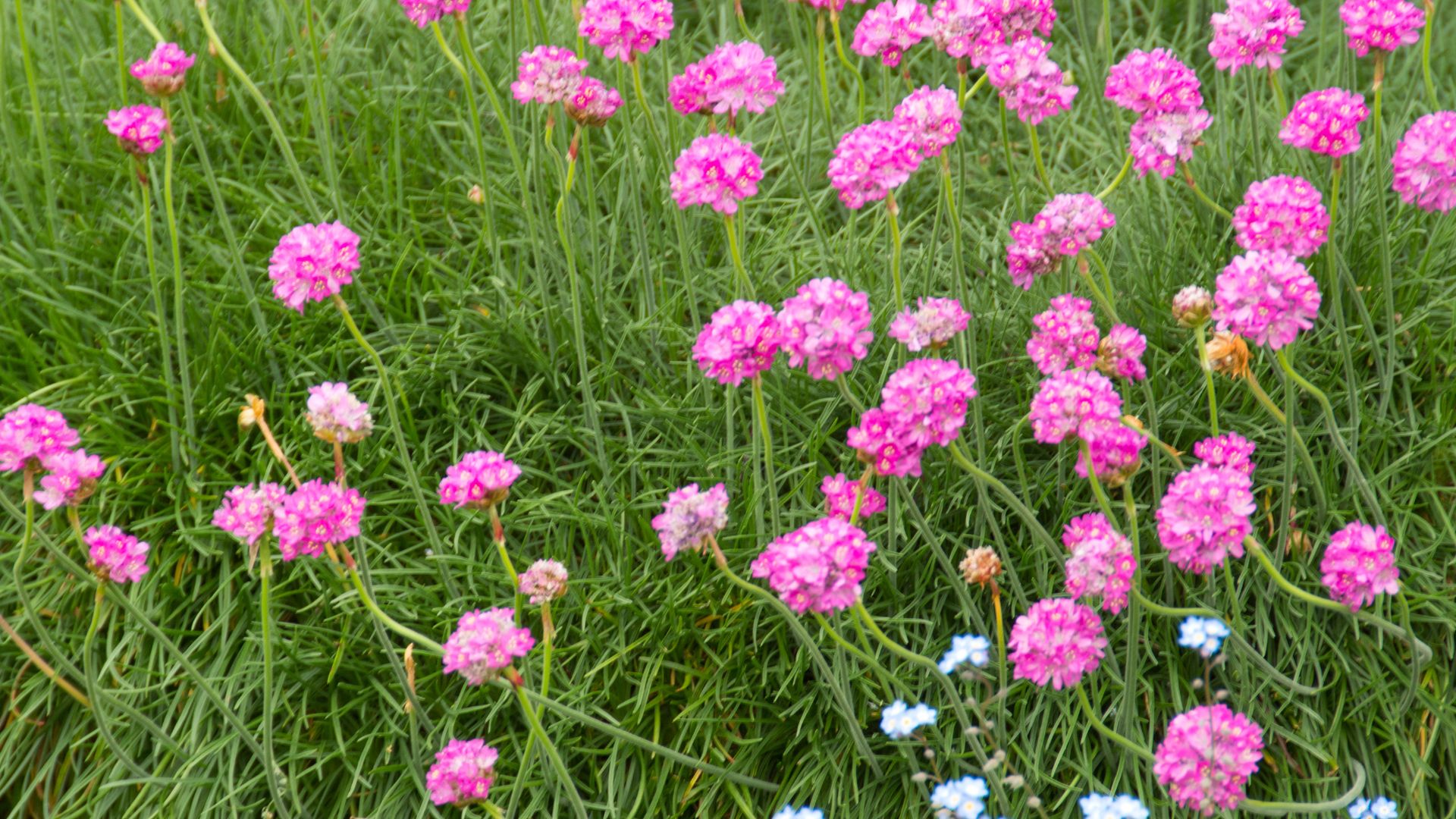 picture of pink sea thrift in garden
