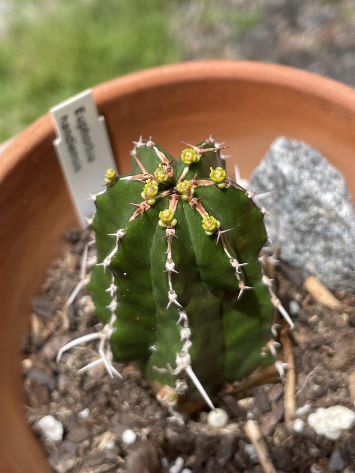 My rare Euphorbia Handiensis with her little flowers.