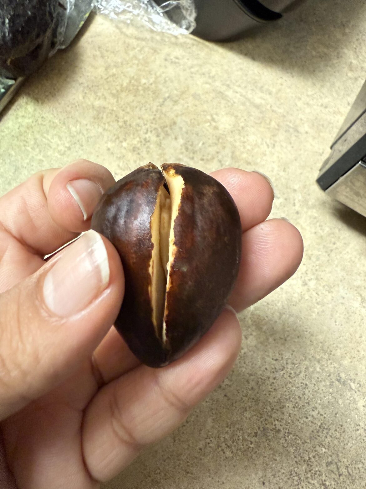 Can I grow this avocado seed? Can I grow this avocado seed?