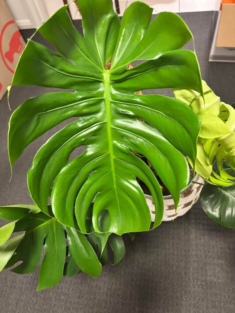 I’m not sure why the leaves are curling outward like this, can anyone help me? I got it about 8 months ago at about 1/3 of the size it is now, has been repotted, it puts out a new leaf about every fortnight. Watered when the top inch of soil is dry. Maybe not enough light? I’m not sure why the leaves are curling outward like this, can anyone help me? I got it about 8 months ago at about 1/3 of the size it is now, has been repotted, it puts out a new leaf about every fortnight. Watered when the top inch of soil is dry. Maybe not enough light?