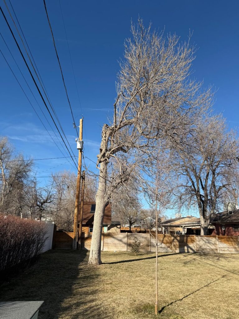 Utility company directionally pruned my Ash. Should I now be worried about it falling on my house?