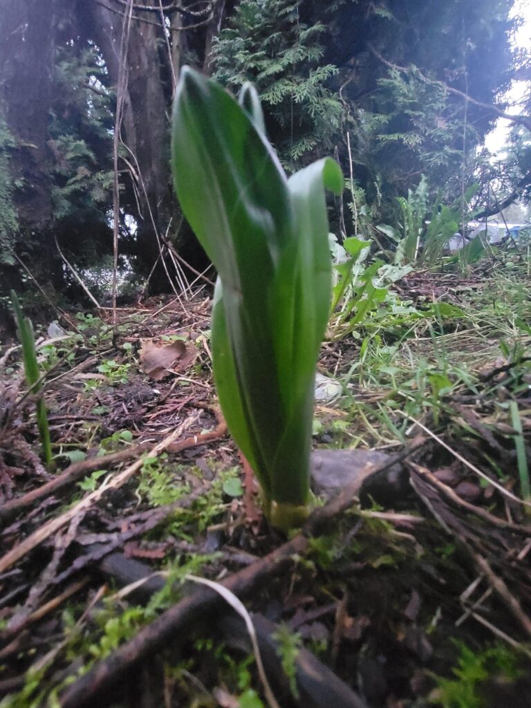 What's this plant growing in between my bushes? Western WA