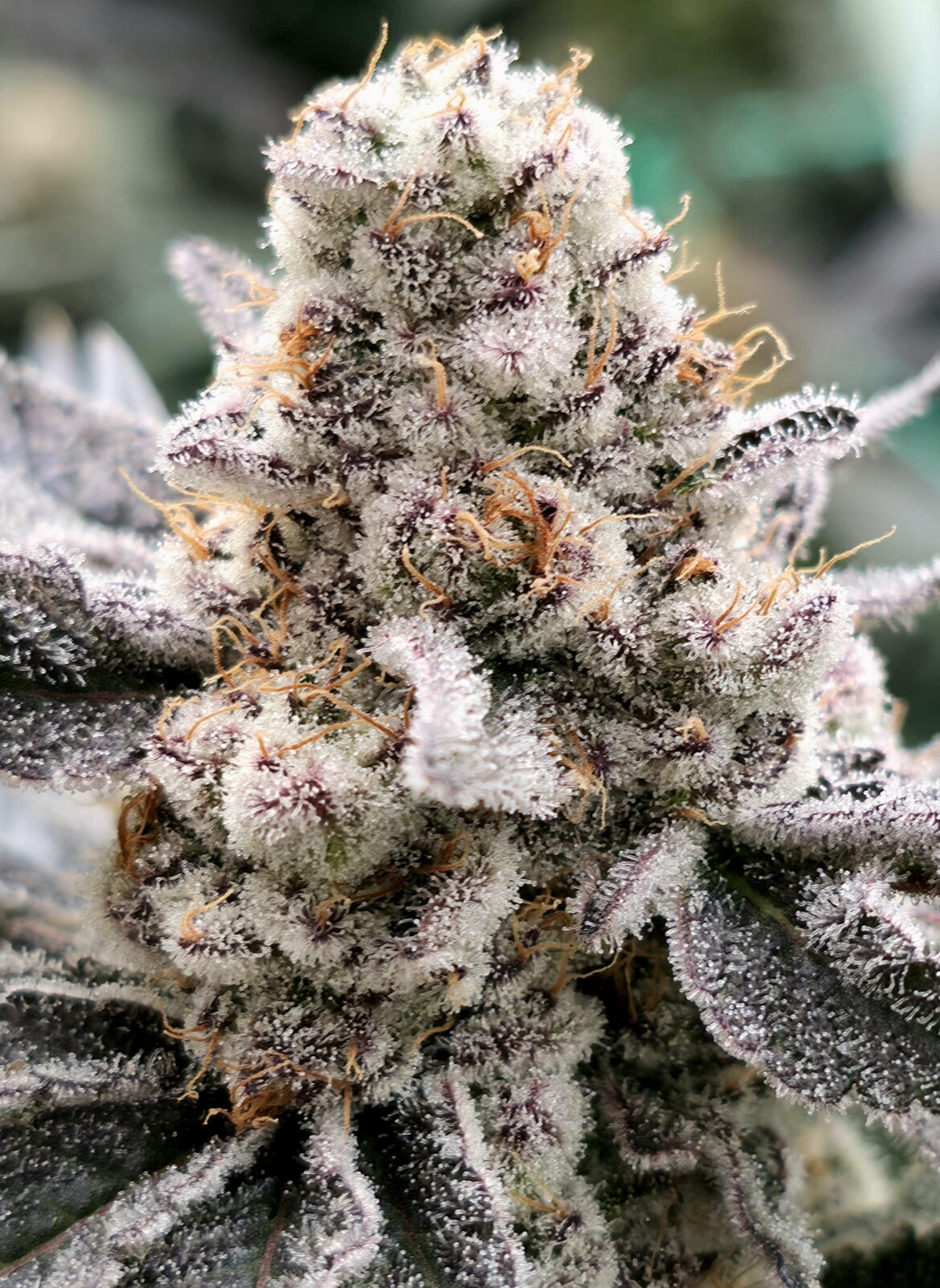 Meal Team Six F1, Soilless Hydroponics Grow