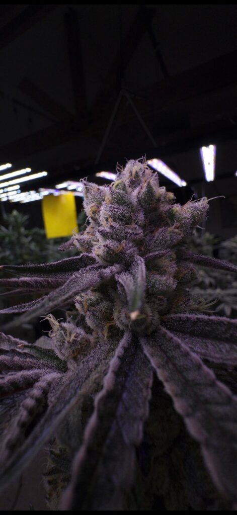 Cap junky game taking on more color