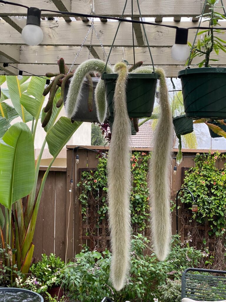 Grafted monkey tail cactus vs own root. Grafted monkey tail cactus vs own root.