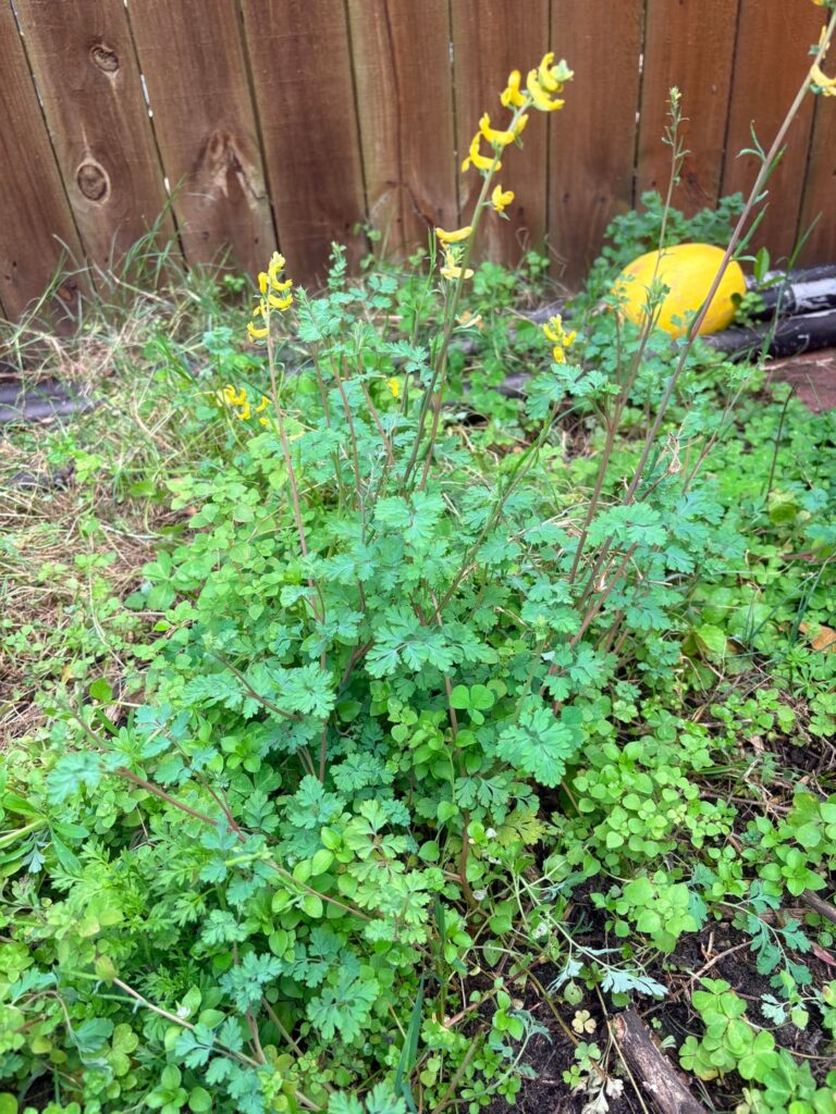 Delicate looking and tall with small yellow flowers, South Louisiana. Sort of like them but don’t want to keep them around if they’re toxic to animals