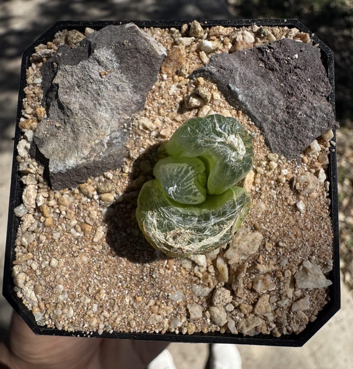 Bulbine mesembryanthemoides