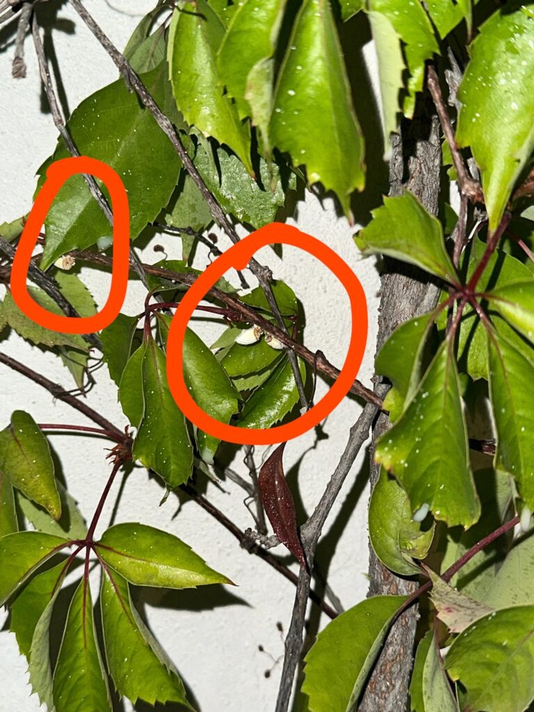 What on earth are these What on earth are these