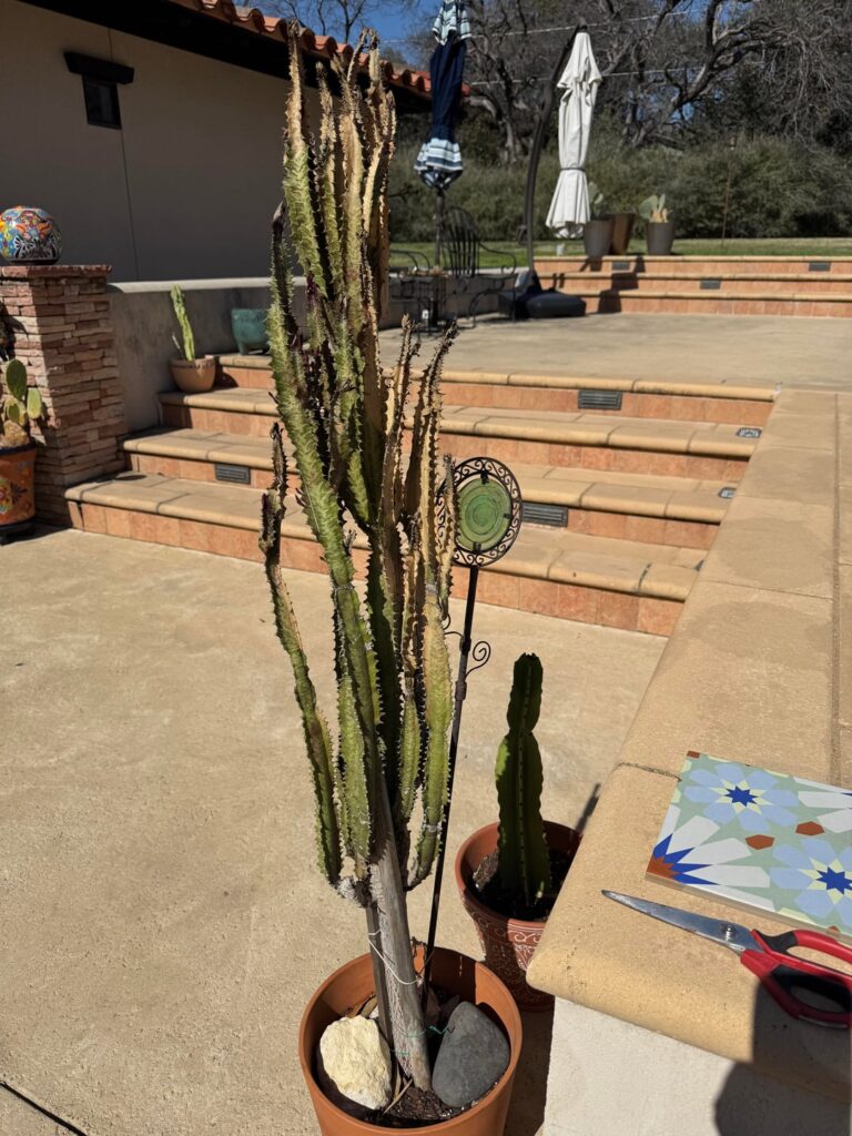 Help with African milkweed