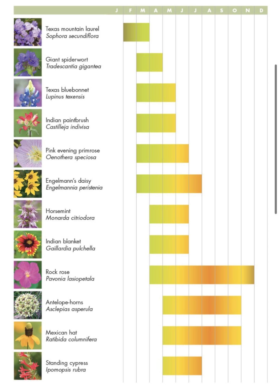 Bloom chart for common texas wildflowers