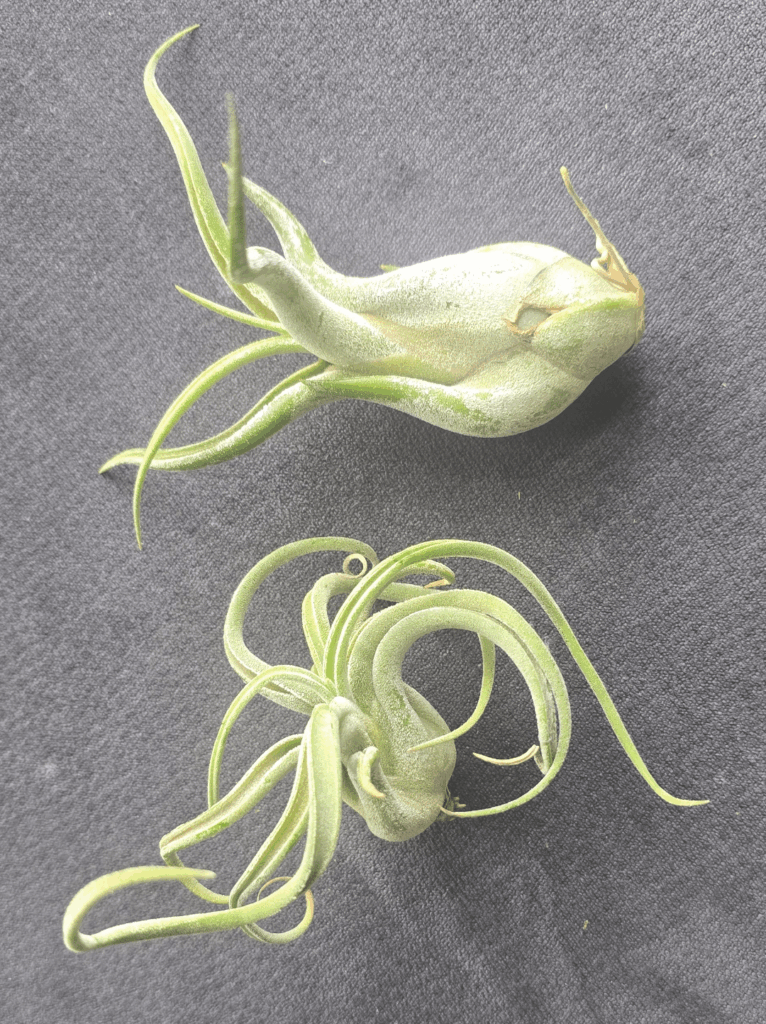 Been caring for these for a long time but no pups or growth, are they still healthy? Am I caring for them wrong?