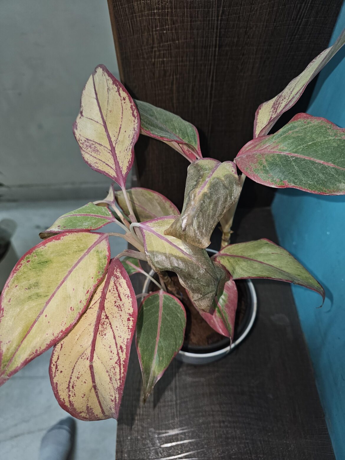 How to save this plant? Please help