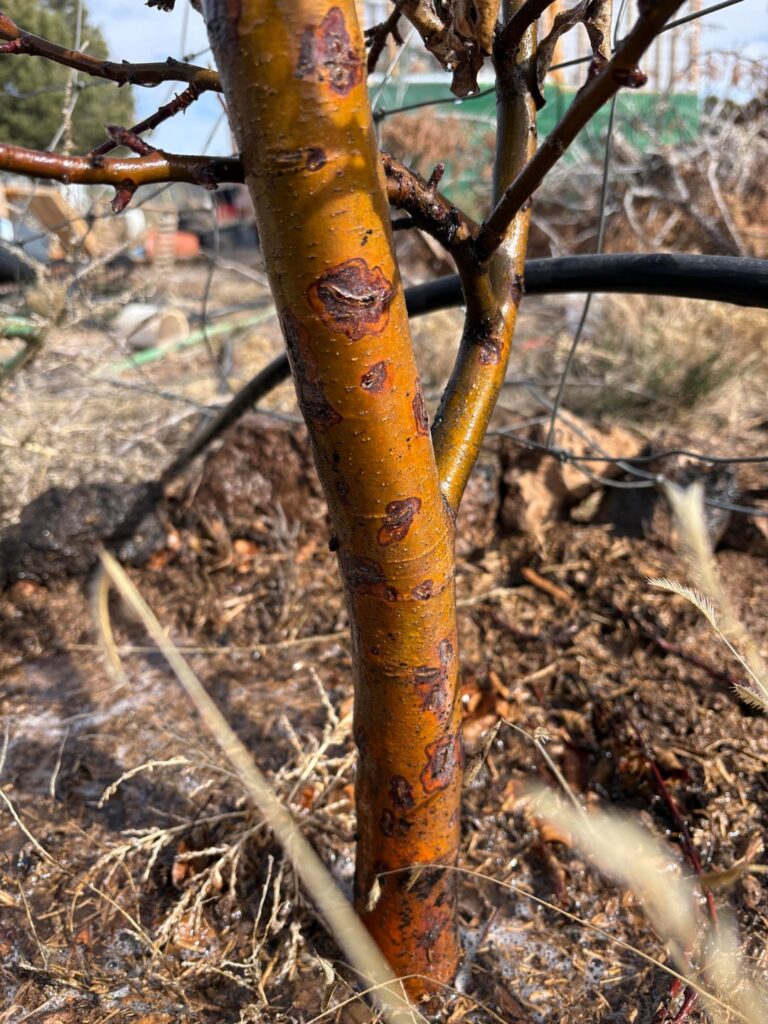 What’s wrong with my Apple tree?