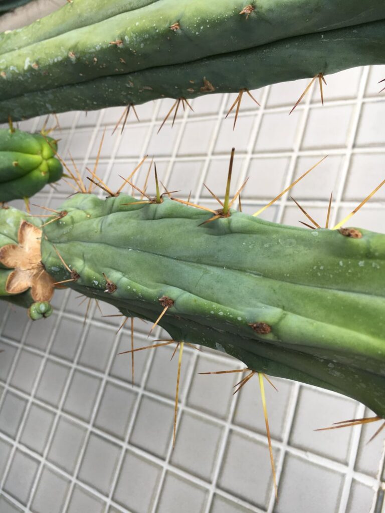Bridgesii with strange ribs. Not dehydrated