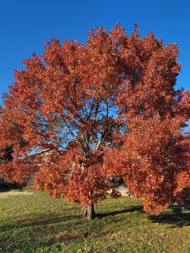 Trunk Damage Lost Cause?