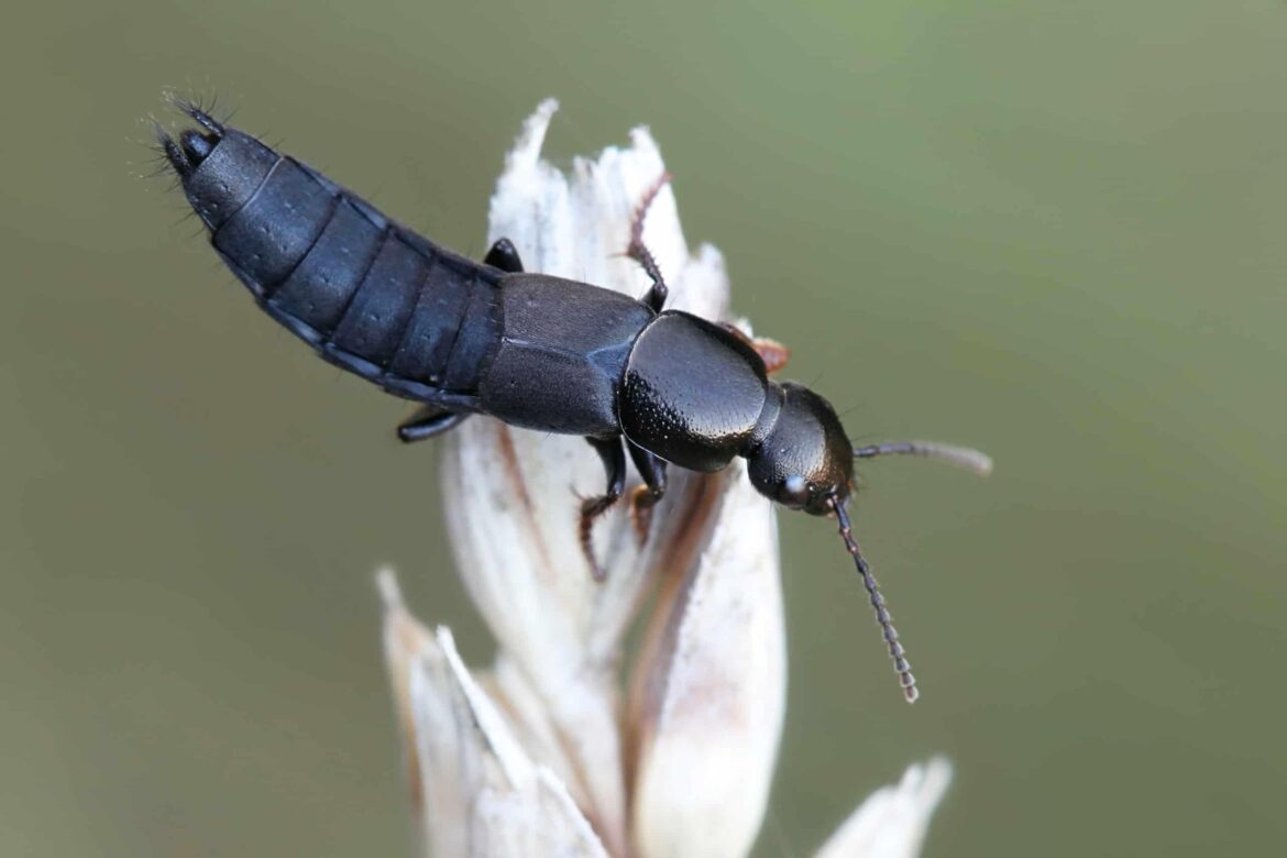 Rove Beetle In Terra?