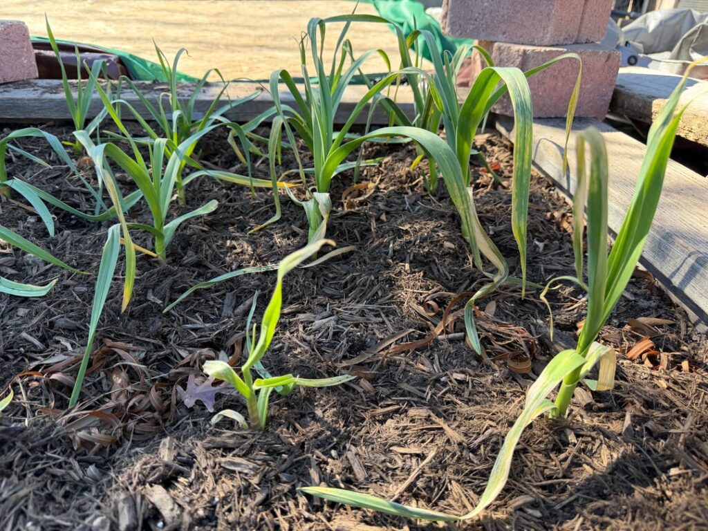First-time garlic grower in Central Texas (8b/9a): Garlic crushed and yellowing after ice storm. Is there hope?
