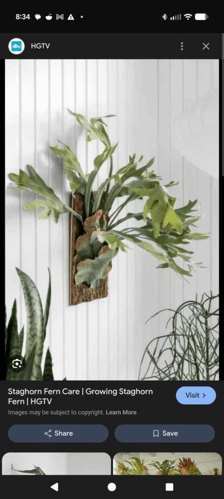 Can any Caudex be wall mounted like this?