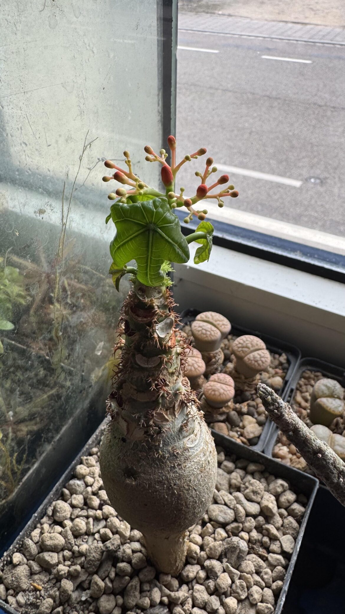 My jatropa podagrica