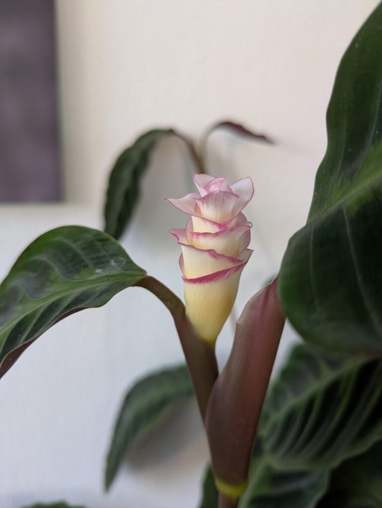 As promised; an update on the flower 😍