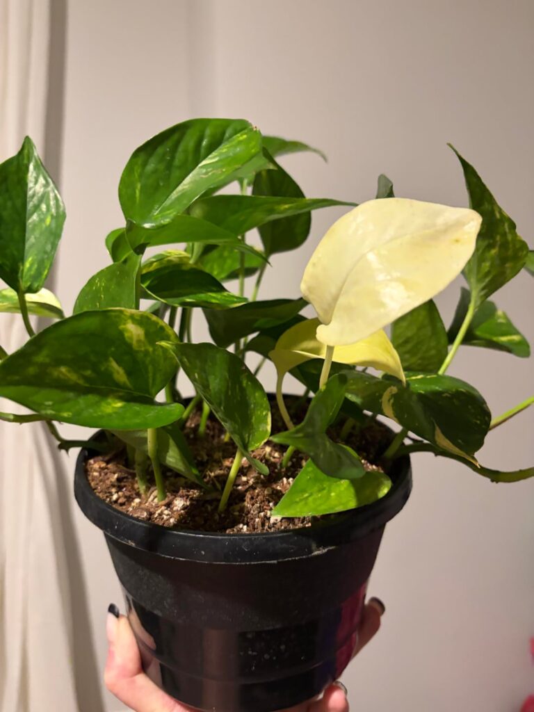 New pothos, interesting variegation