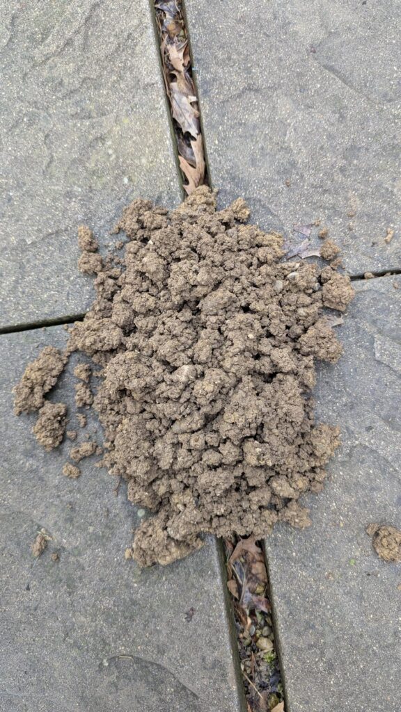 What animal could have done this?