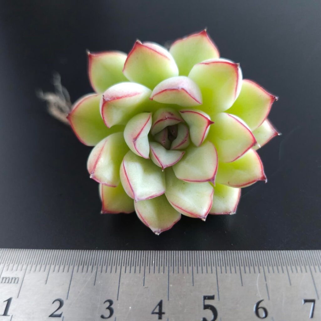 Echeveria pulidonis [Echeveria pulidonis Walther, 1972]