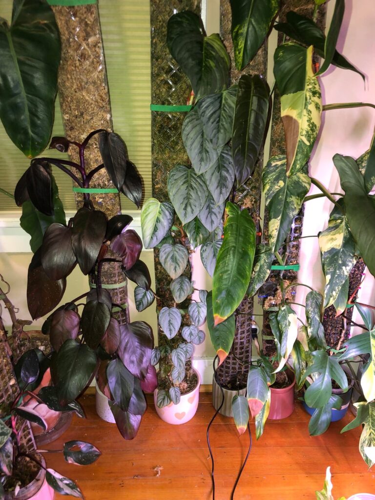 Variegated sodoroi update