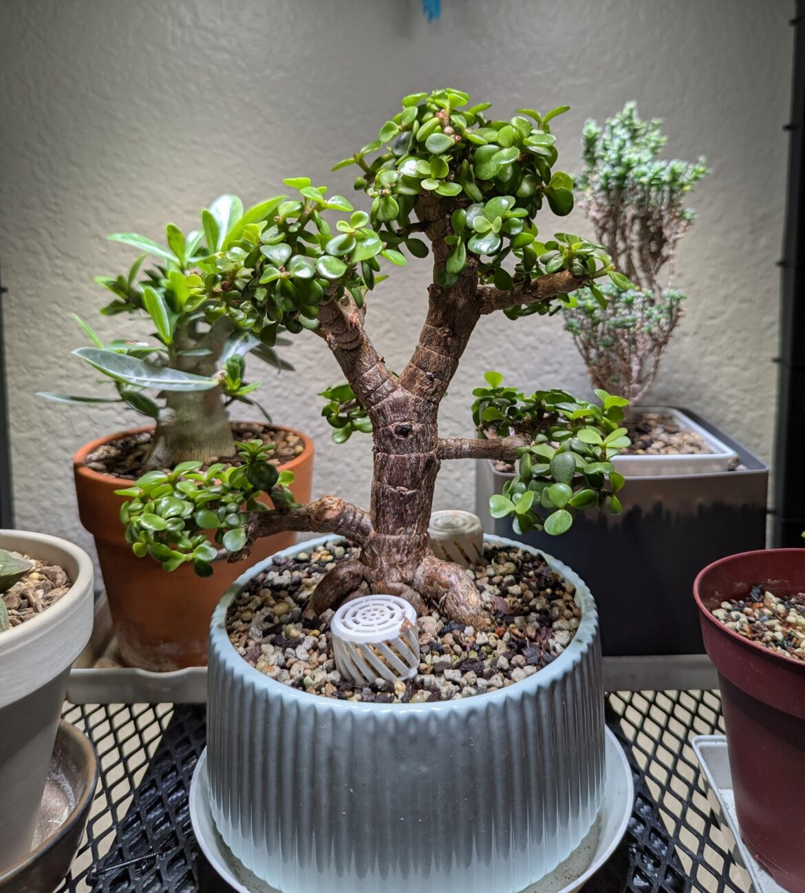 Am I crazy or does anyone else see the face?