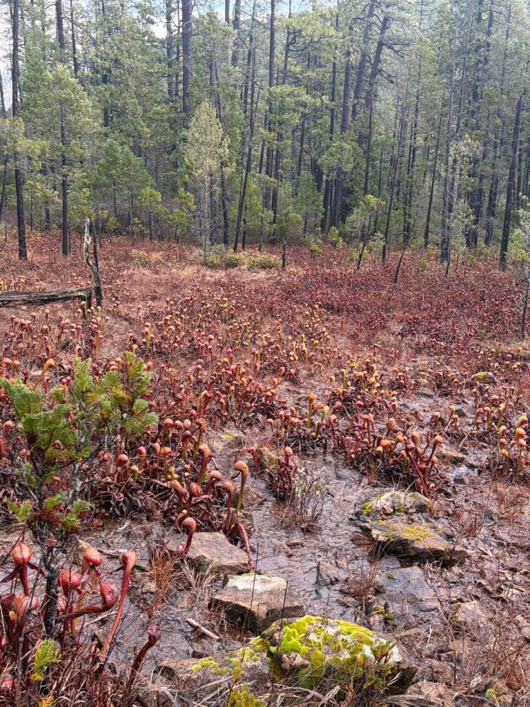 Cobras on the rocks Cobras on the rocks