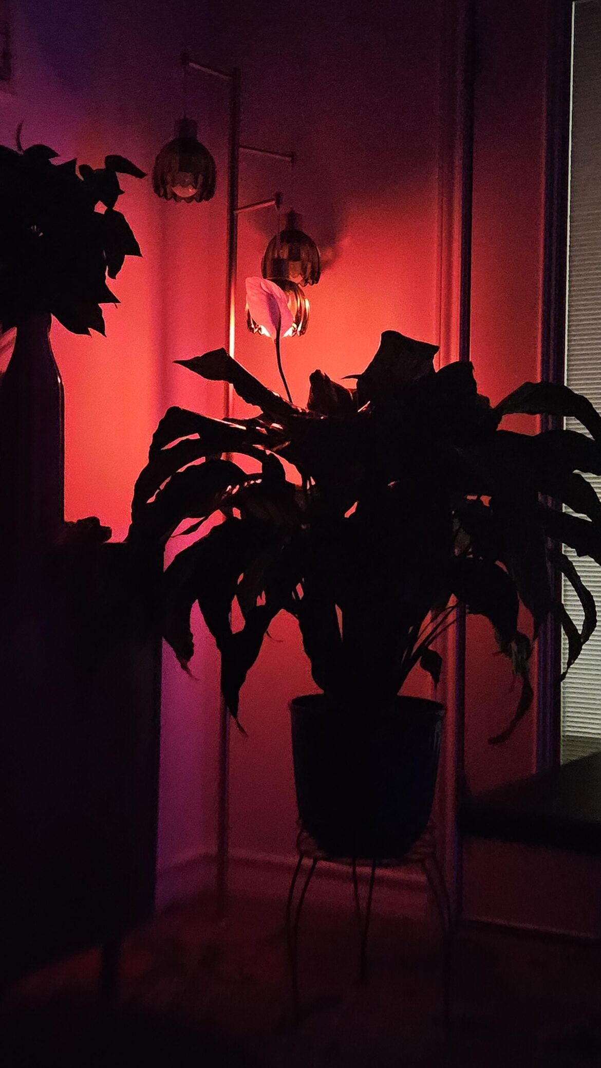 Hmmm...just late night plant thoughts