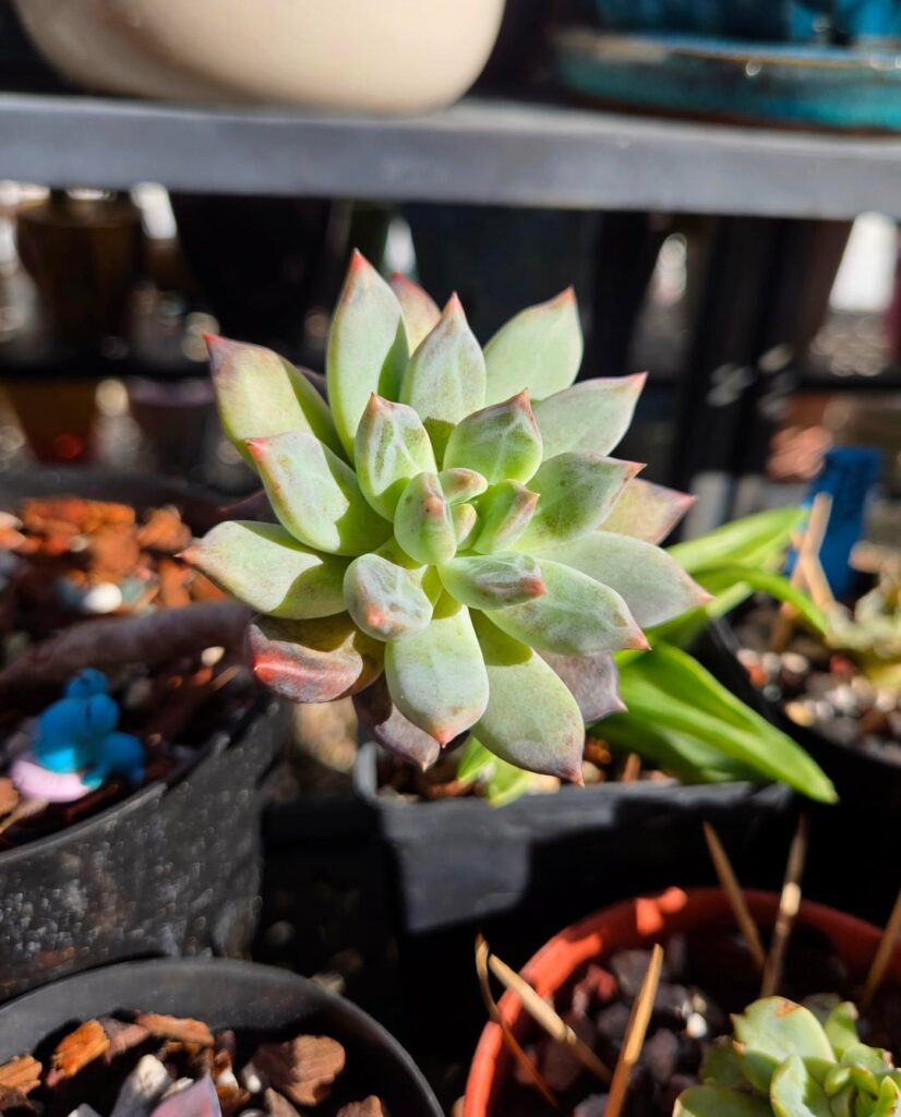 Most Underappreciated Succulent?