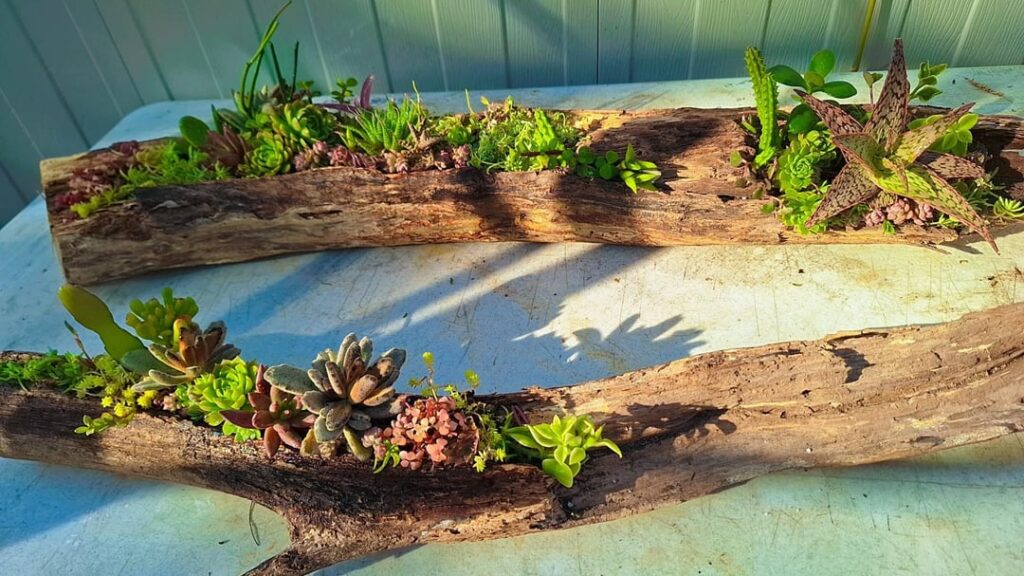 First succulent logs