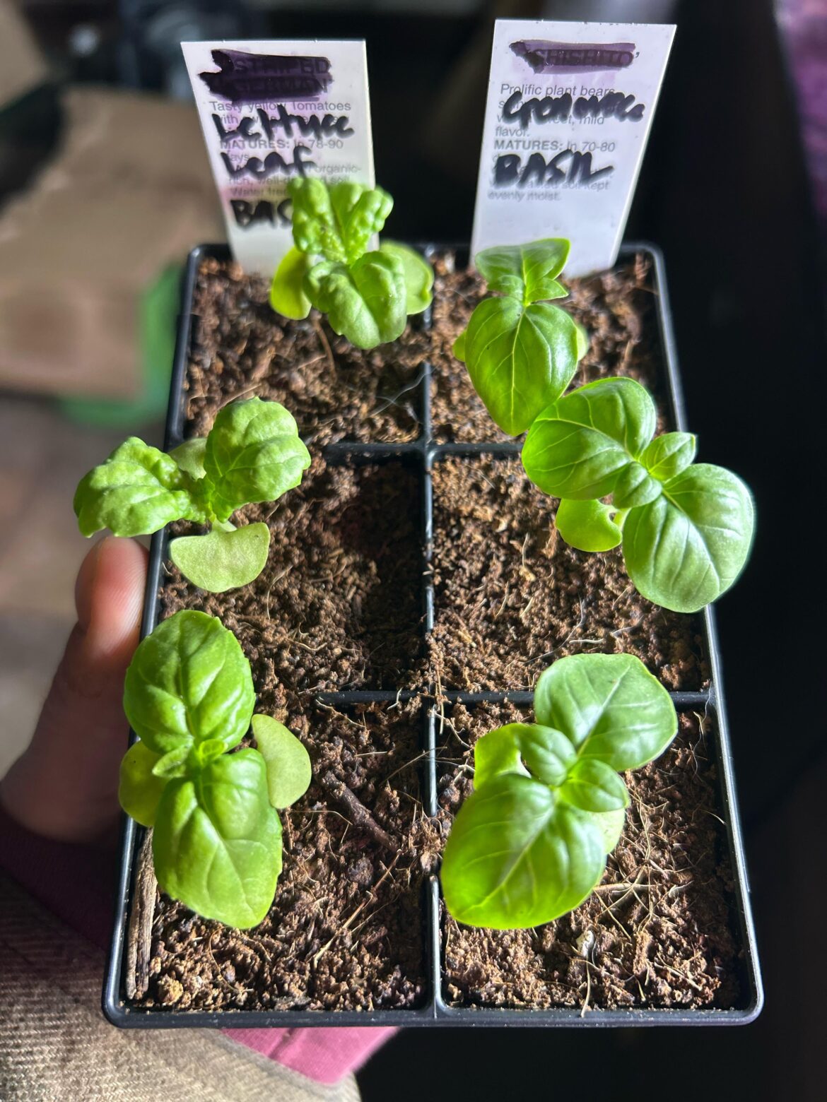 Unsure if it was a failure in planting or pruning or both 🤦🏼‍♀️