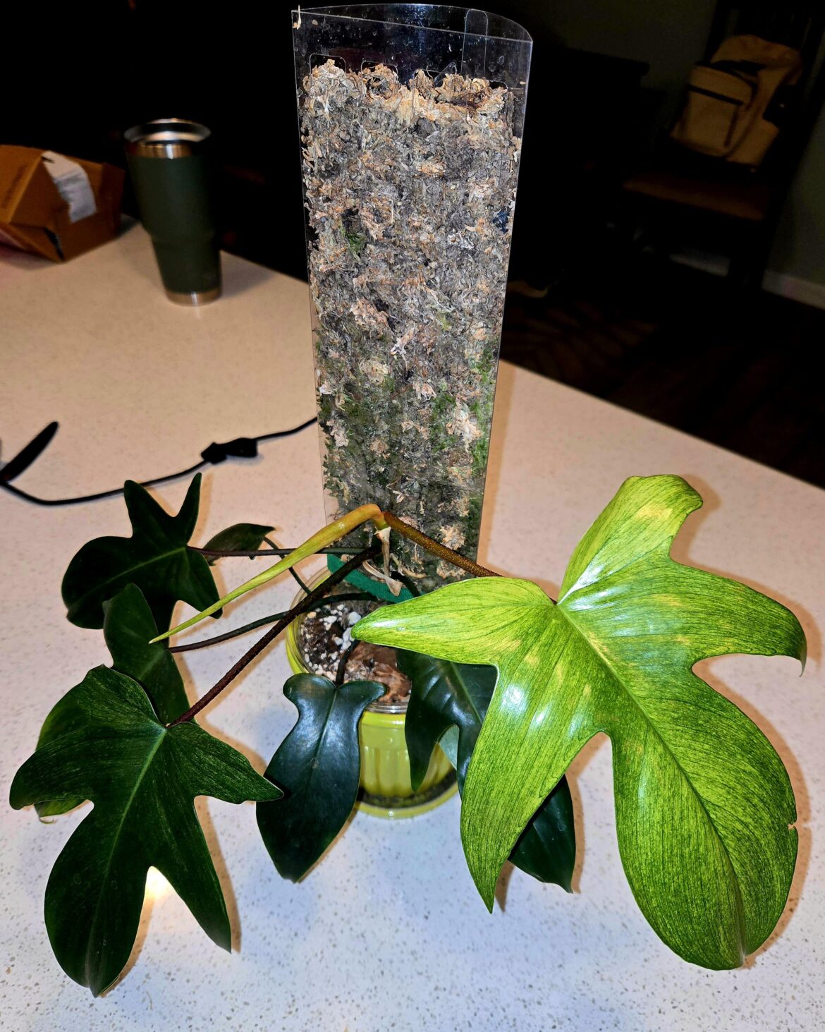 FL got her ghost back!