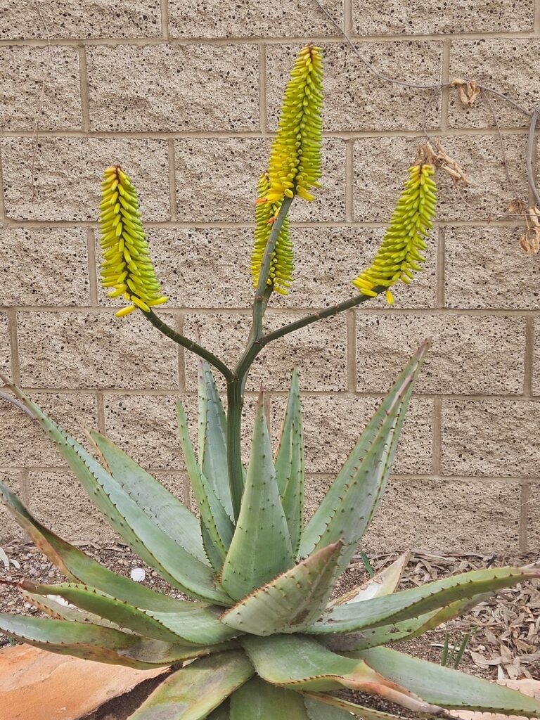 Springs Preserve las vegas 2/9/26 pt 2, with a few aloes