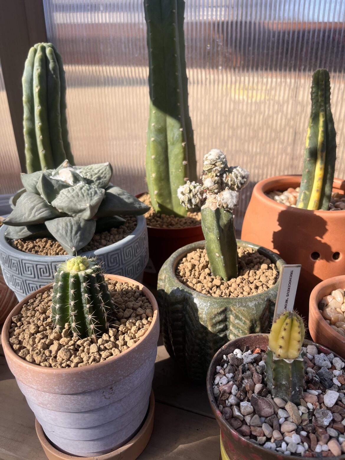 spring is nigh