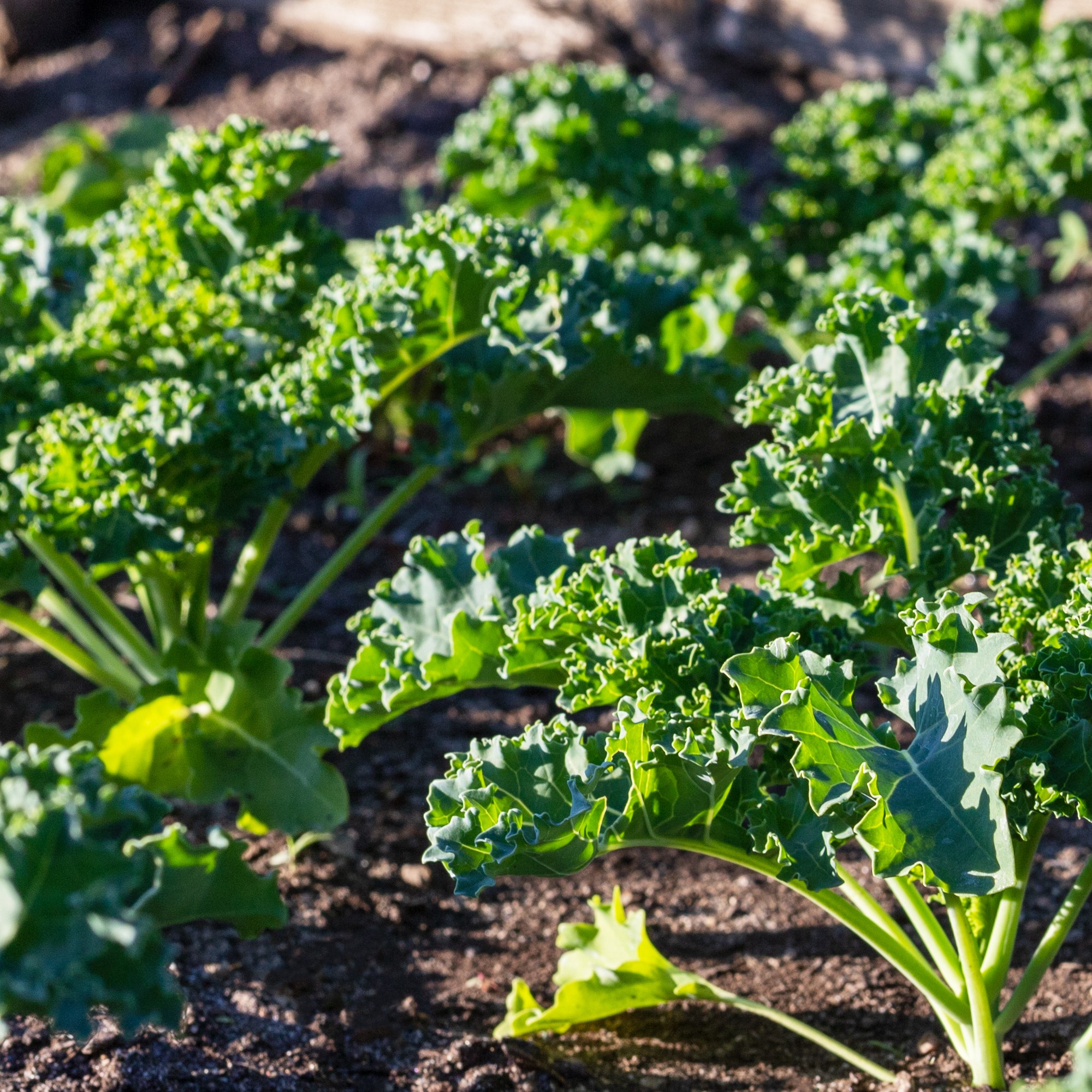 Young green kale plants growing in a vegetable bed