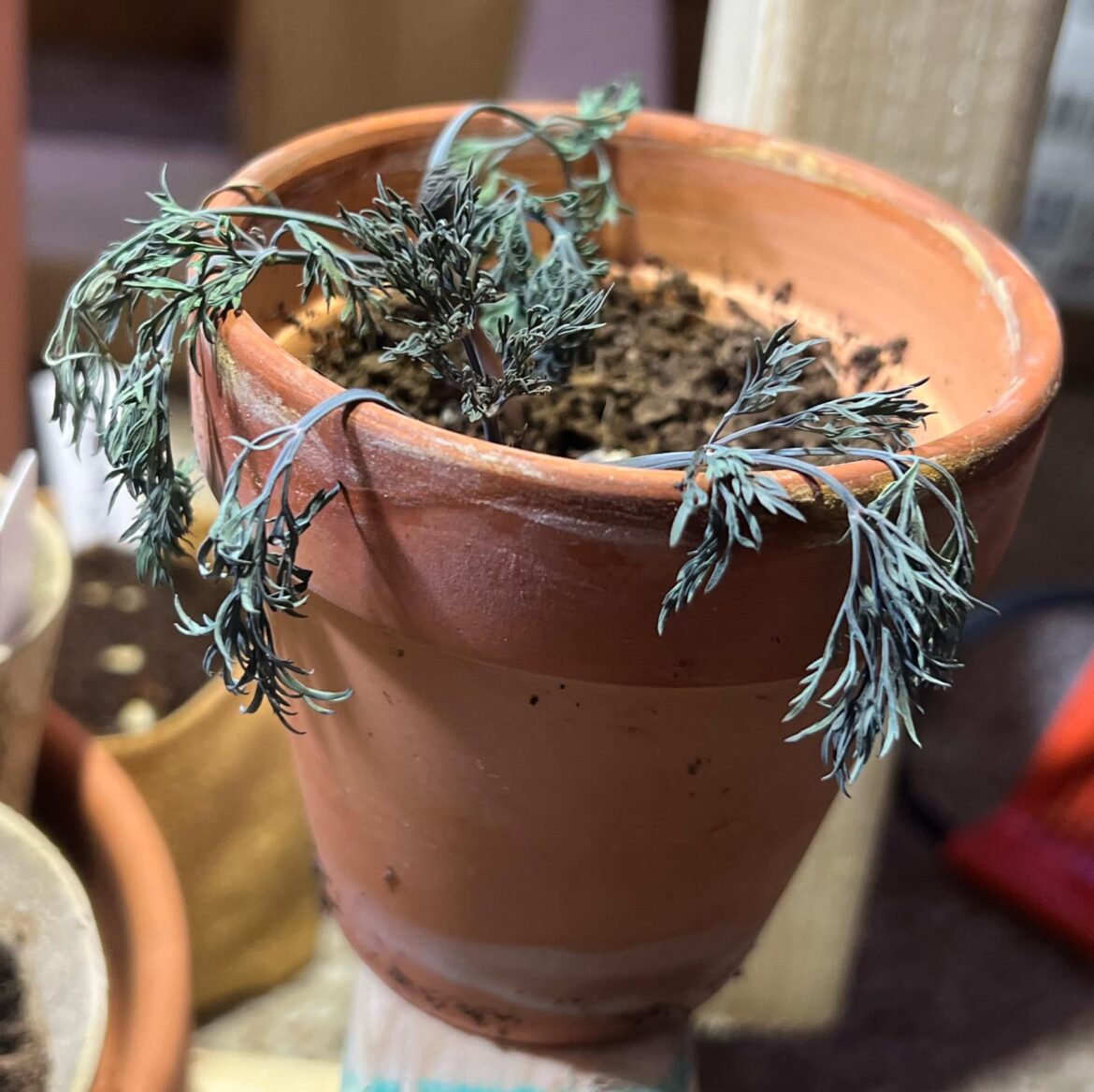 First time planting dill- what happened?