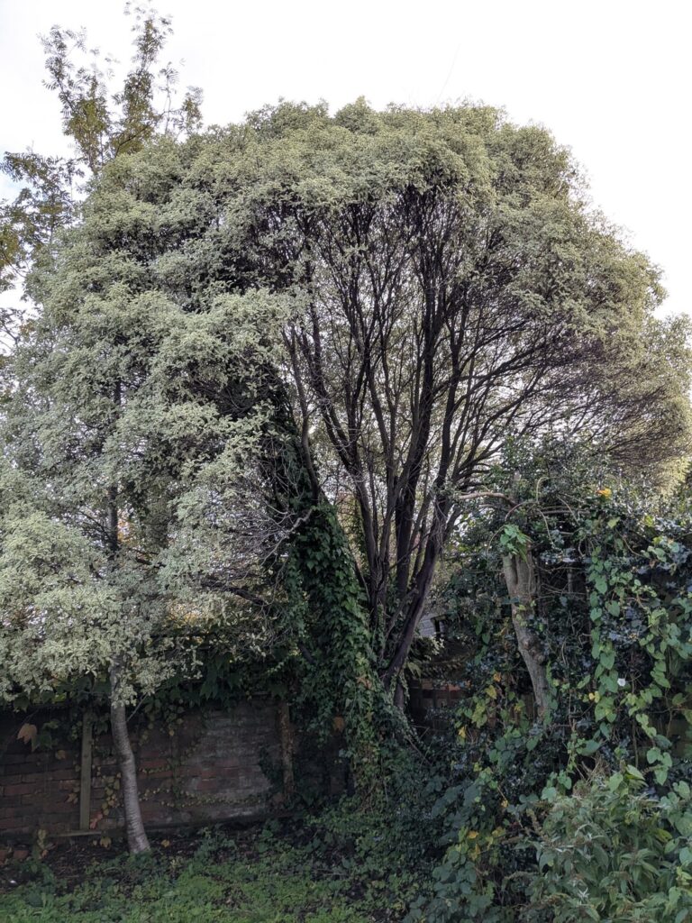 Pittosporum problem Pittosporum problem