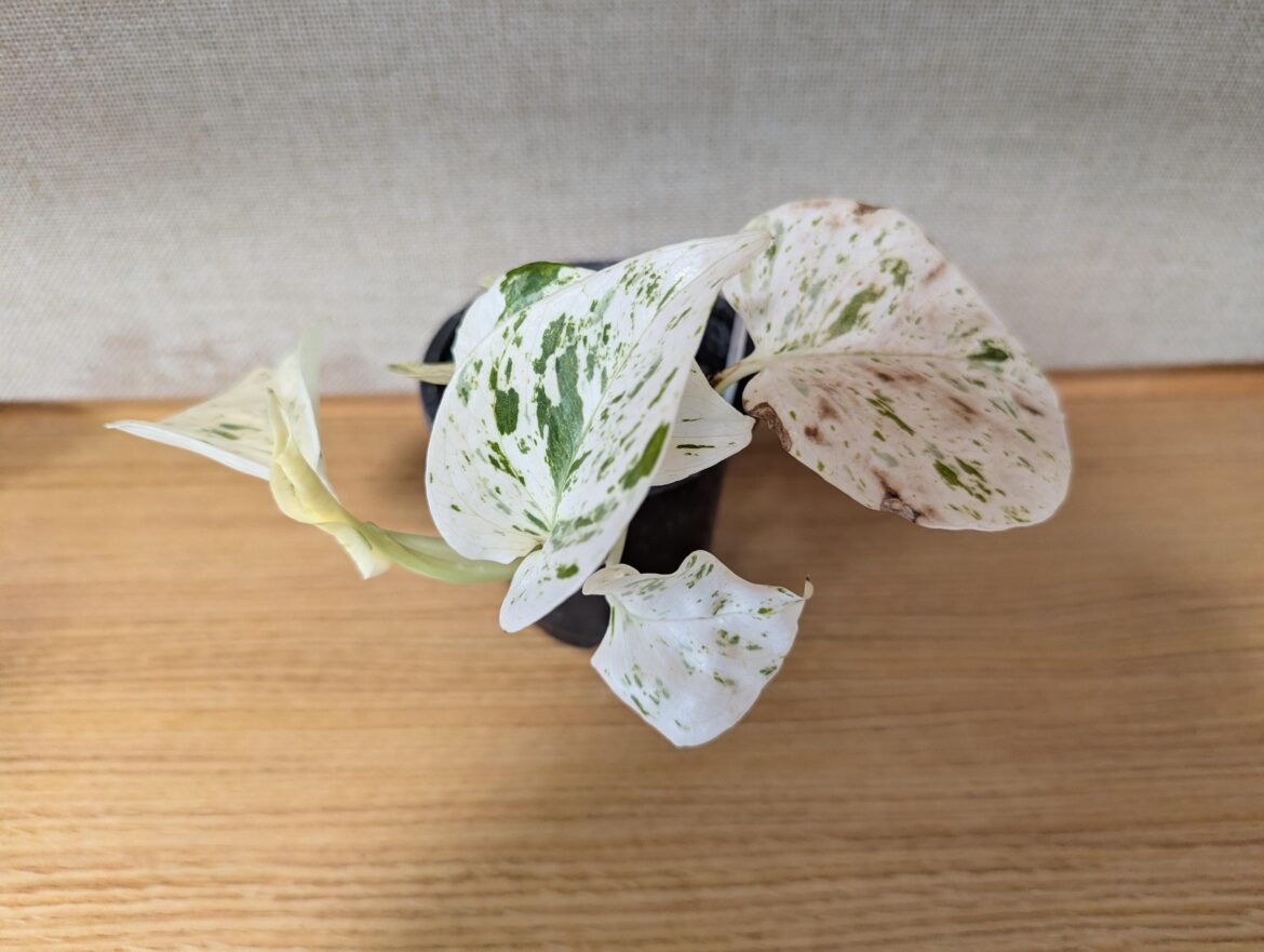 New marble/snow queen