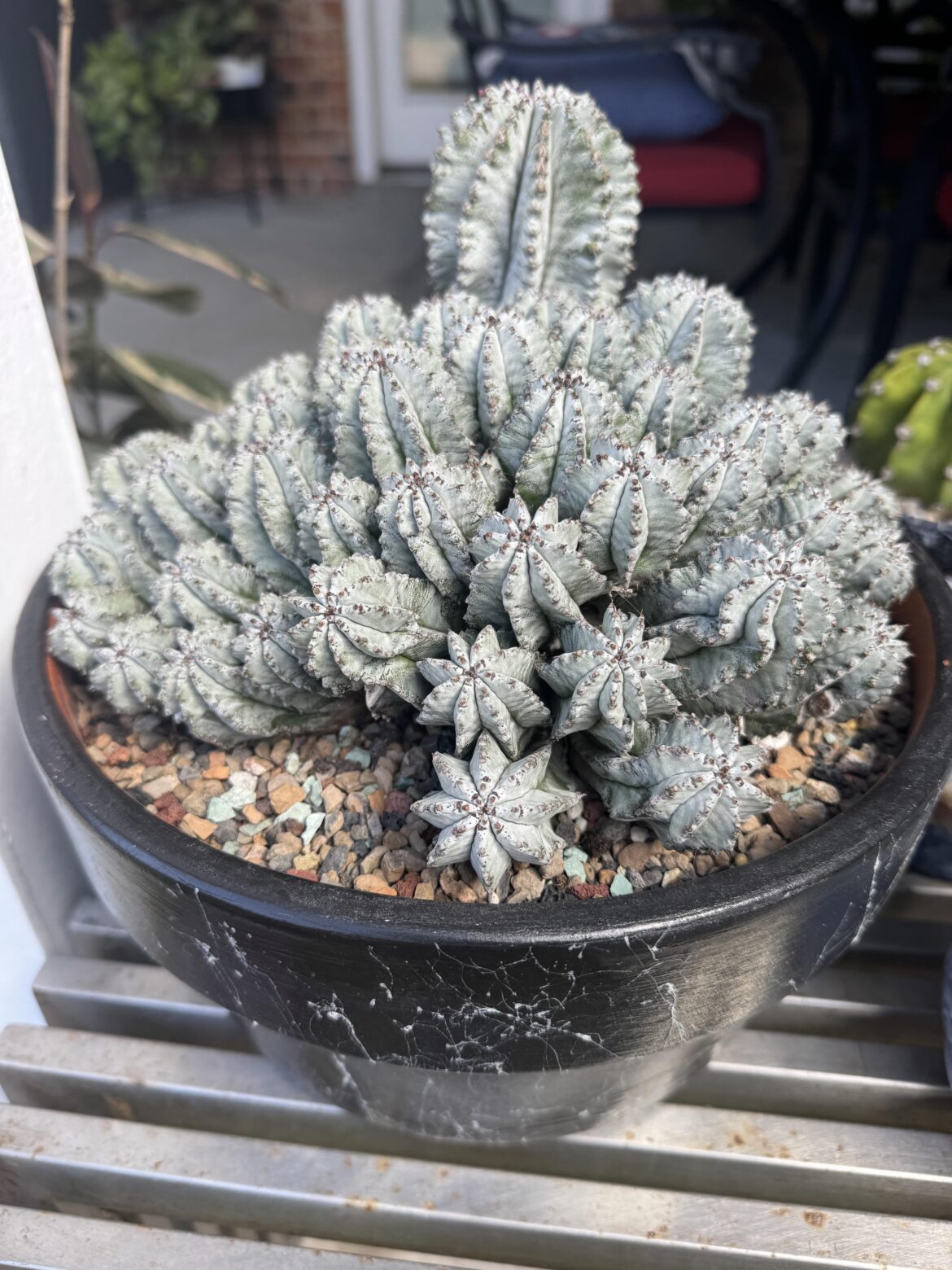 Just got this. Need help identifying for care.