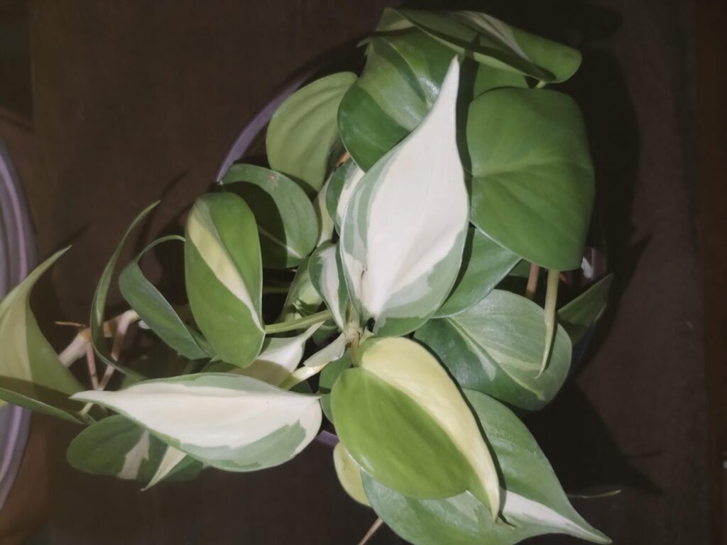 is this a cream splash?