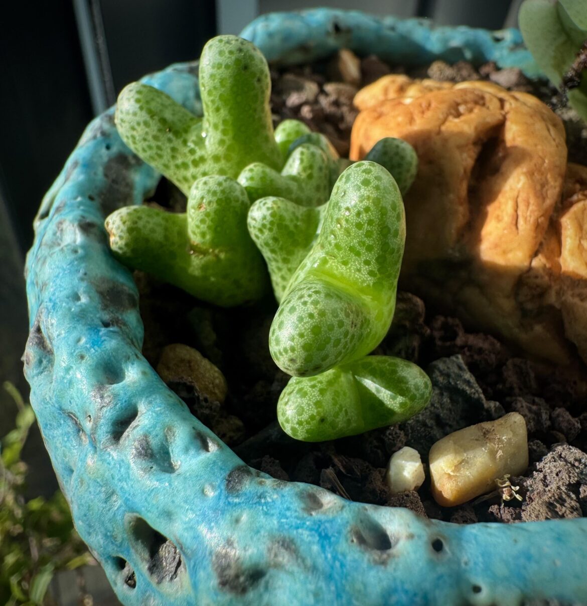Cono haramoepense, cant wait for this to clump up