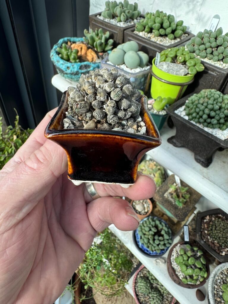New pots for my small Dinternathus-pole-evansii and a cono clump(which is out of sync with the others)