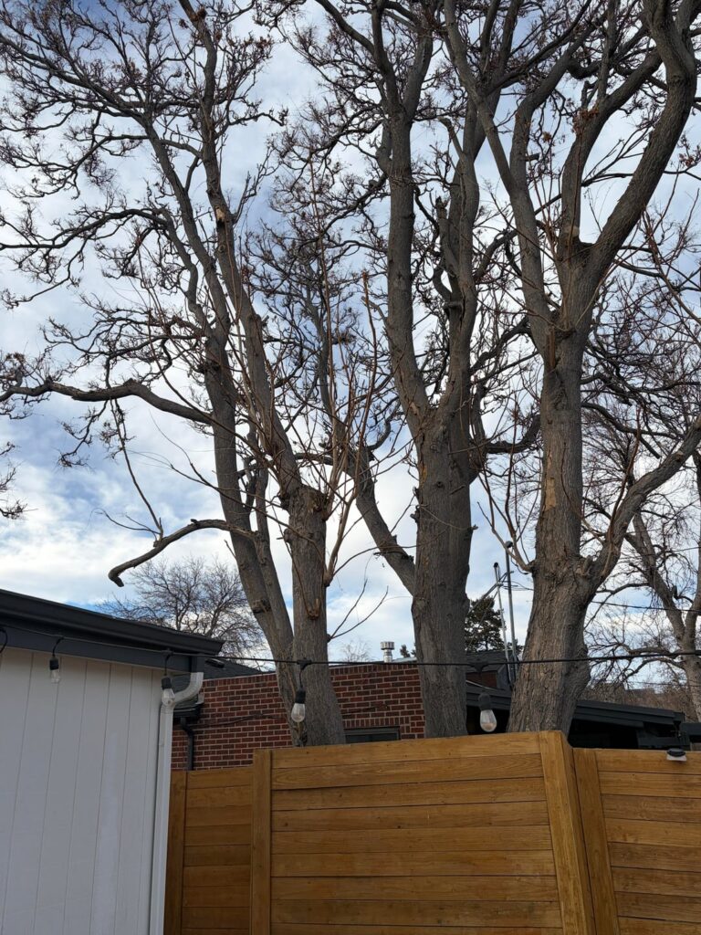 Worrying about neighbors tree